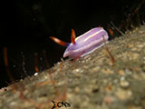 Anilao Nudibranch 482