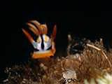 Anilao Nudibranch 489