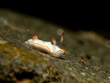 Anilao Nudibranch 495