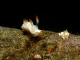 Anilao Nudibranch 498