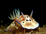 Anilao Nudibranch 501