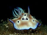 Anilao Nudibranch 502