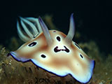 Anilao Nudibranch 503