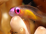 Anilao Pink Eyed Goby 6