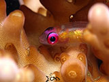 Anilao Pink Eyed Goby 7