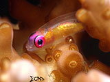 Anilao Pink Eyed Goby 8