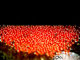 Anilao Clownfish Eggs 22