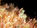 Anilao Hairy Shrimp 43