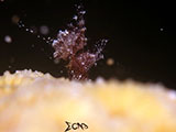 Anilao Hairy Shrimp 46