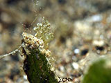 Anilao Hairy Shrimp 47