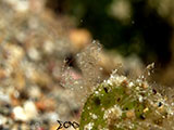 Anilao Hairy Shrimp 50