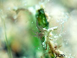 Anilao Hairy Shrimp 52