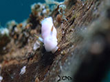 Anilao Nudibranch 402