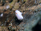 Anilao Nudibranch 403