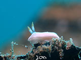 Anilao Nudibranch 404