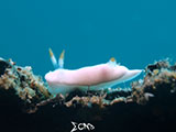 Anilao Nudibranch 405