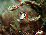 Anilao Nudibranch 406