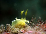 Anilao Nudibranch 408