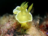 Anilao Nudibranch 410