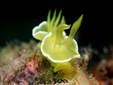 Anilao Nudibranch 411