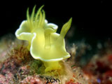 Anilao Nudibranch 412