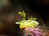 Anilao Nudibranch 414