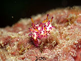 Anilao Nudibranch 415