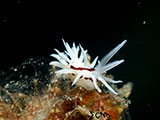 Anilao Nudibranch 421