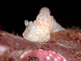 Anilao Nudibranch 427