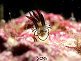 Anilao Nudibranch 431