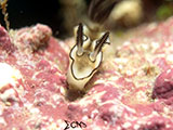 Anilao Nudibranch 433