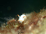 Anilao Nudibranch 436