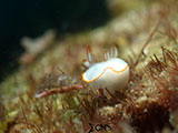 Anilao Nudibranch 437