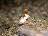 Anilao Nudibranch 443