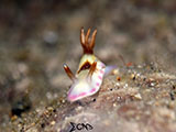 Anilao Nudibranch 444