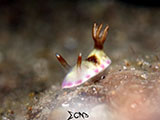 Anilao Nudibranch 446