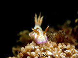 Anilao Nudibranch 447