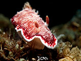 Anilao Nudibranch 450