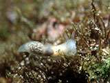 Anilao Nudibranch 451