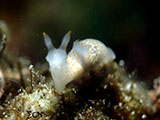 Anilao Nudibranch 453