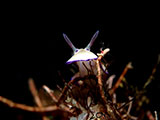 Anilao Nudibranch 455