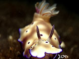 Anilao Nudibranch 459