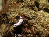 Anilao Nudibranch 460