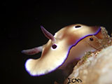 Anilao Nudibranch 461