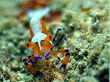 Anilao Emperor Shrimp 25