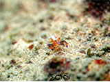 Anilao Emperor Shrimp 26