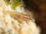 Anilao Goby 22