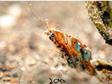 Anilao Goby 24