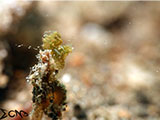 Anilao Hairy Shrimp 25