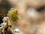 Anilao Hairy Shrimp 26